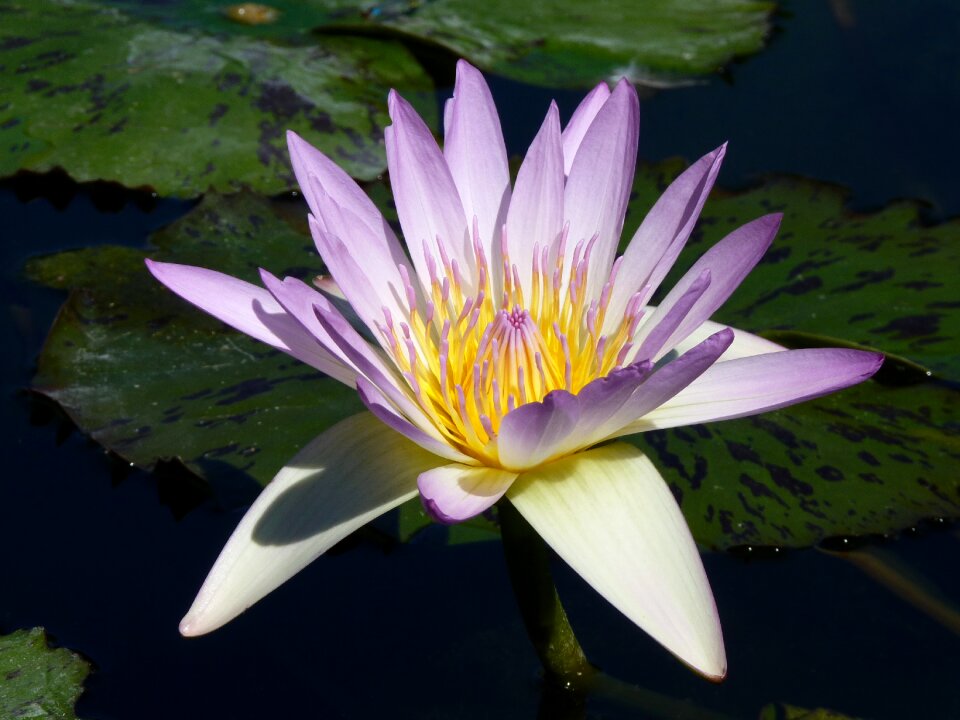 Bloom flower aquatic plant