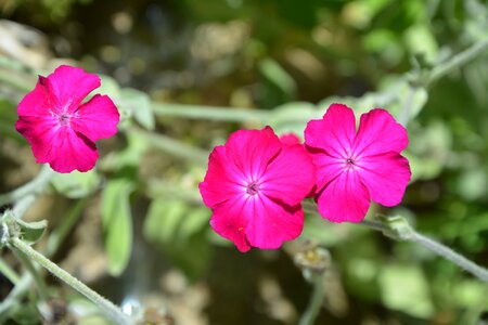 Flowering nature bouquet