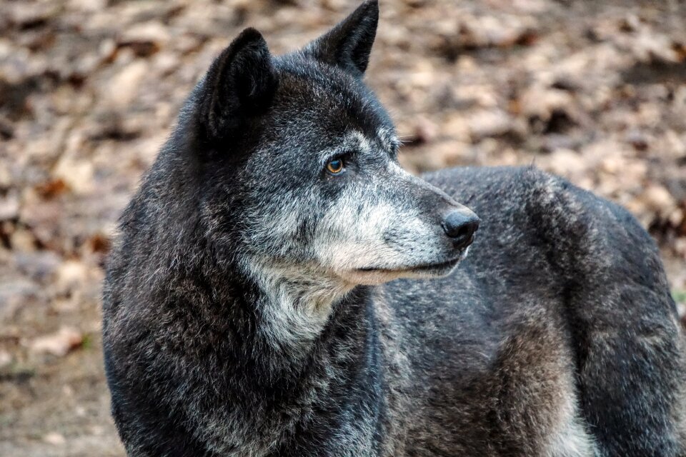 Enclosure nature predator