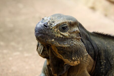 Iguana lizard animal