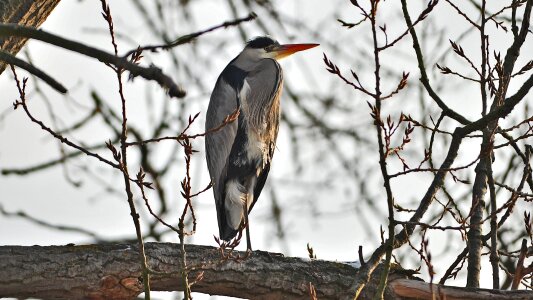 Bird winter sandbach