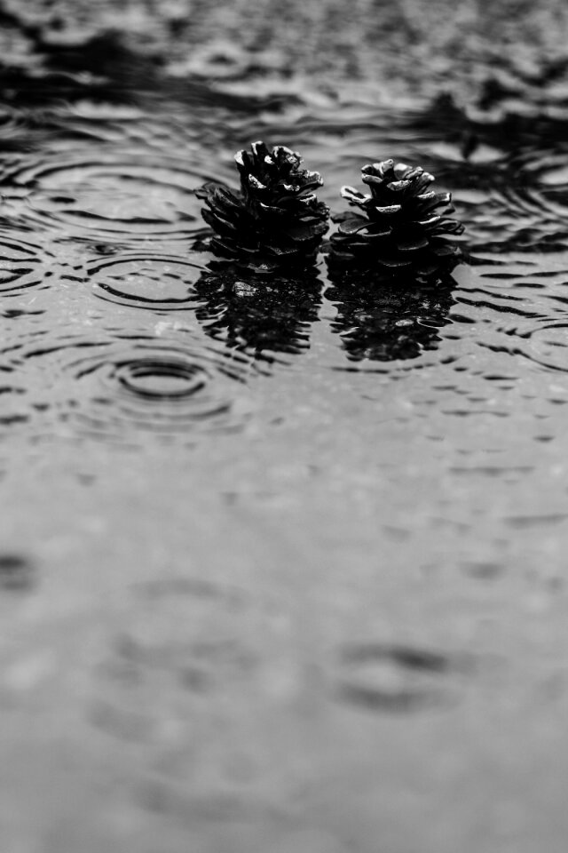 Water nature gray rain