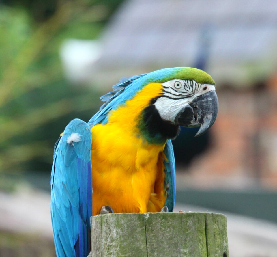 Nature feather beak