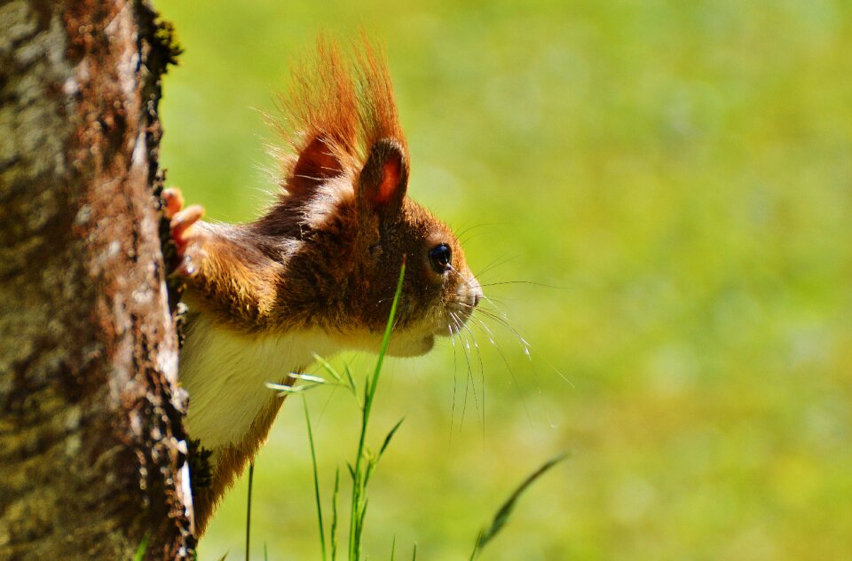 Nature rodent garden