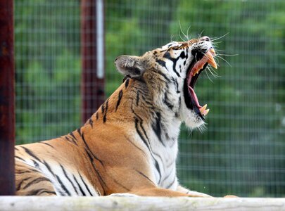 Yawning animal big photo