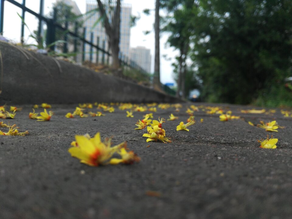 Flower fallen flowers shame the spring