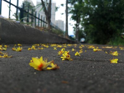 Flower fallen flowers shame the spring
