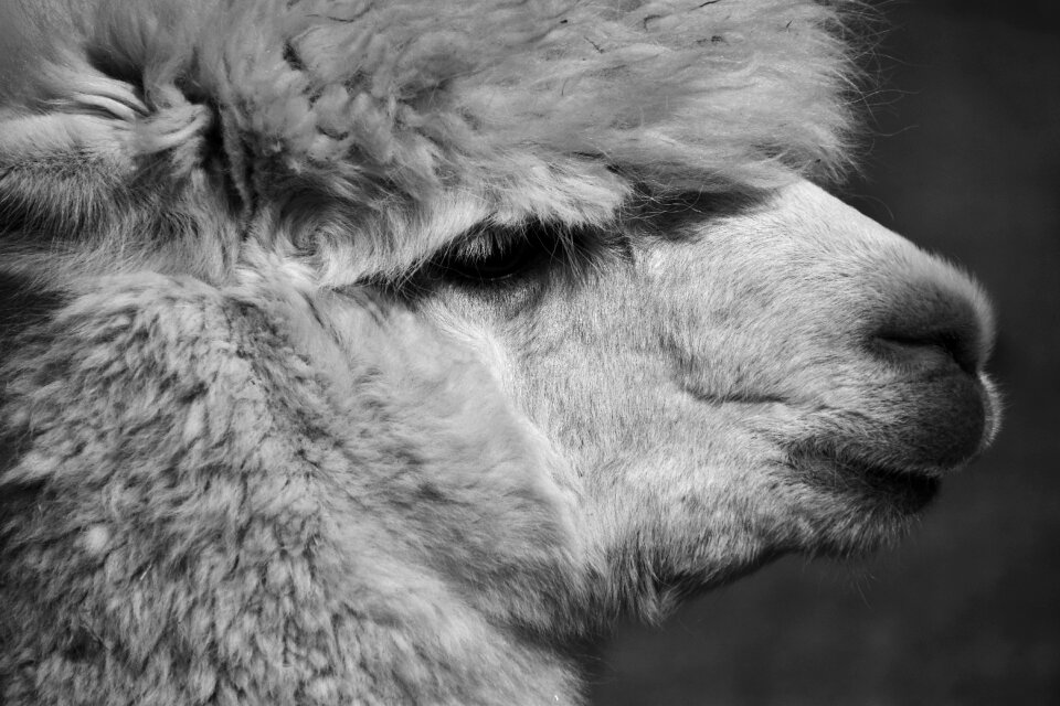 Mammal fluffy nature