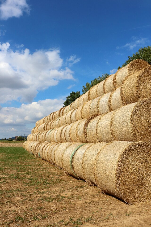 Stubble round bales harvested