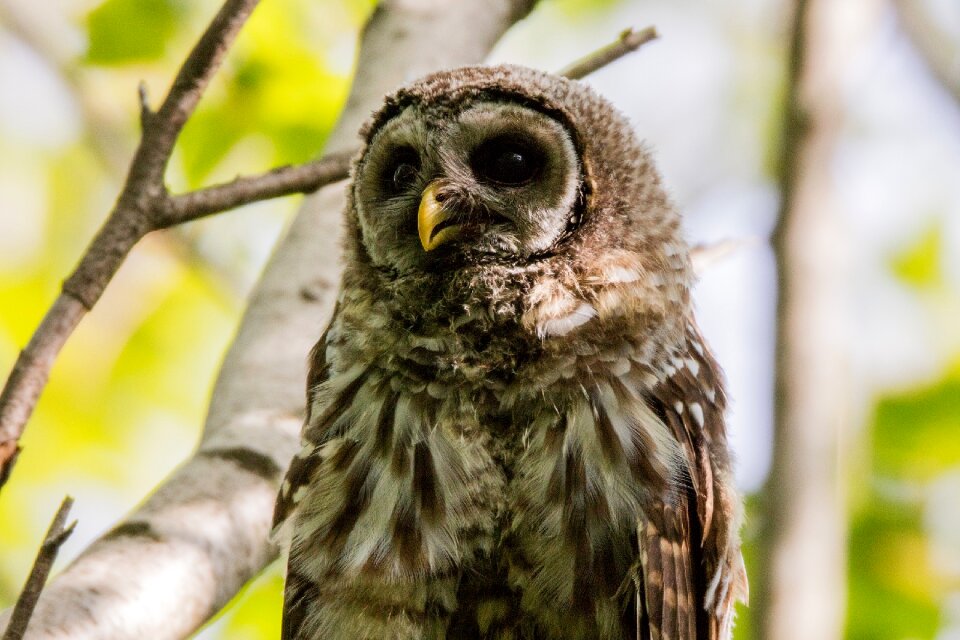 Bird wildlife nature