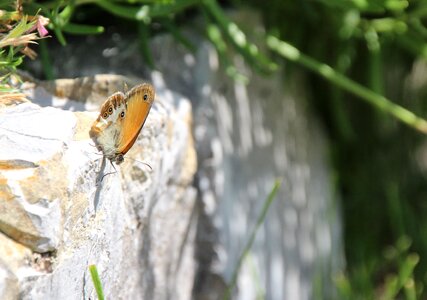 Butterfly public record Free photos