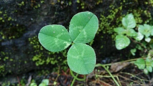 Clover lonely stubborn growth