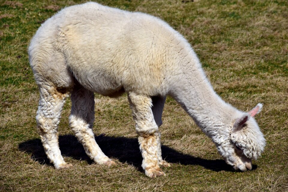 Mammal fluffy nature