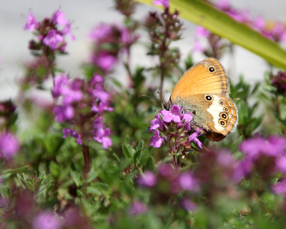 Butterfly public record Free photos