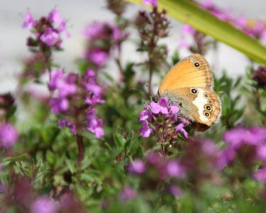 Butterfly public record Free photos