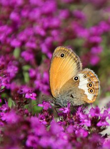 Butterfly public record Free photos