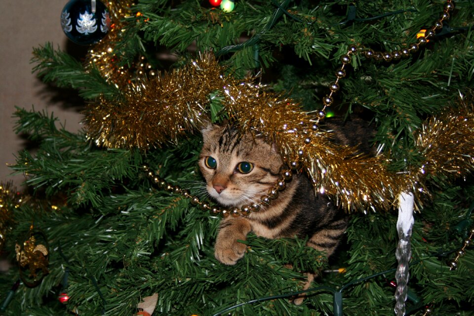 Pussycat domestic pet