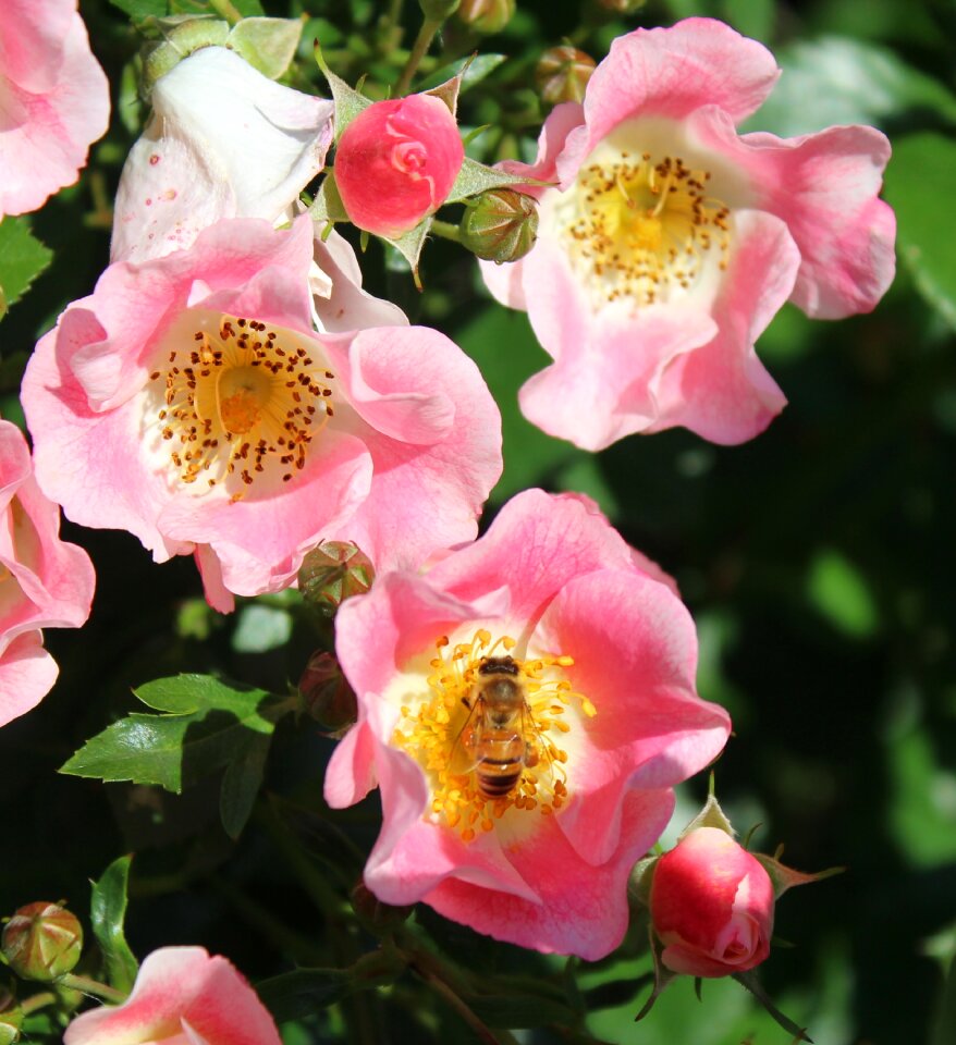 Flower nature pink