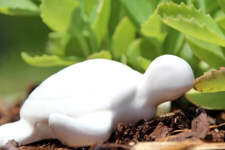 Turtle eat leaf
