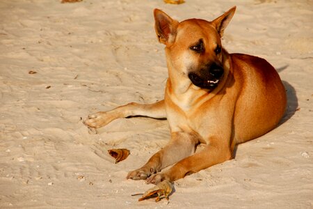Dog on beach young dog most beach