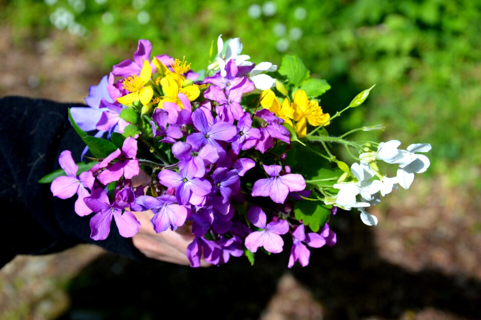 Offer spring petals