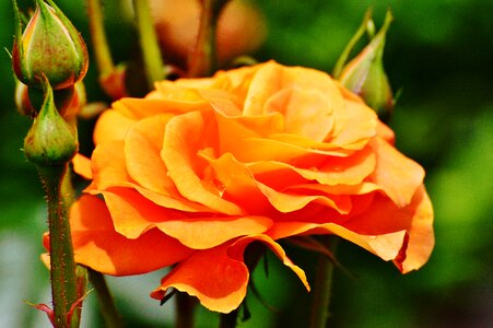 Blossom bloom orange roses