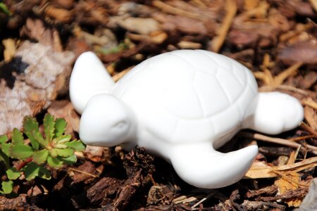 Turtle eat leaf