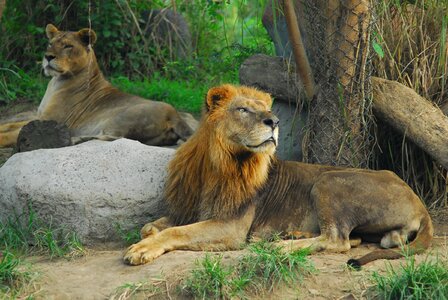 Lion ryan animal king
