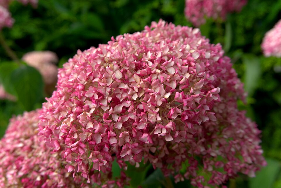 Flower pink garden photo