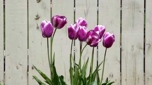Tulips violet garden