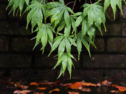 Leaf wet rain