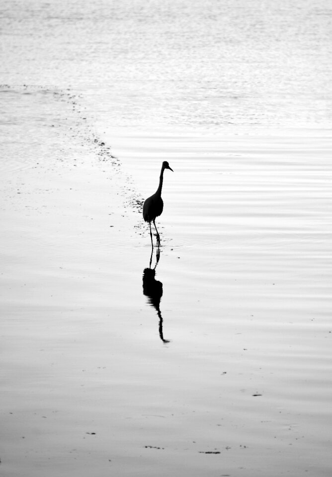 Water mirroring animal