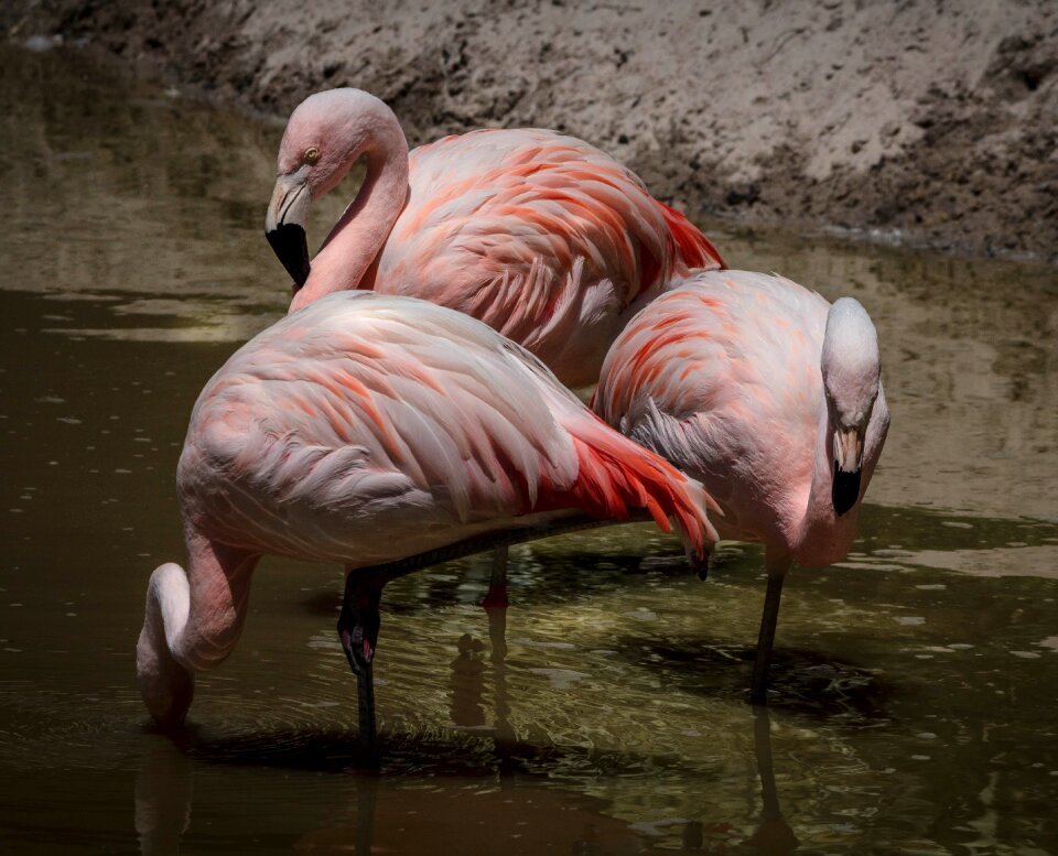 Flock feathers resting