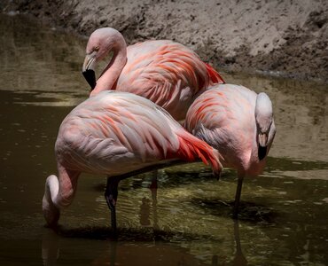 Flock feathers resting