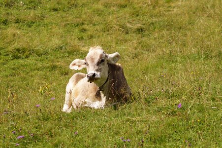 Pasture lying meadow photo