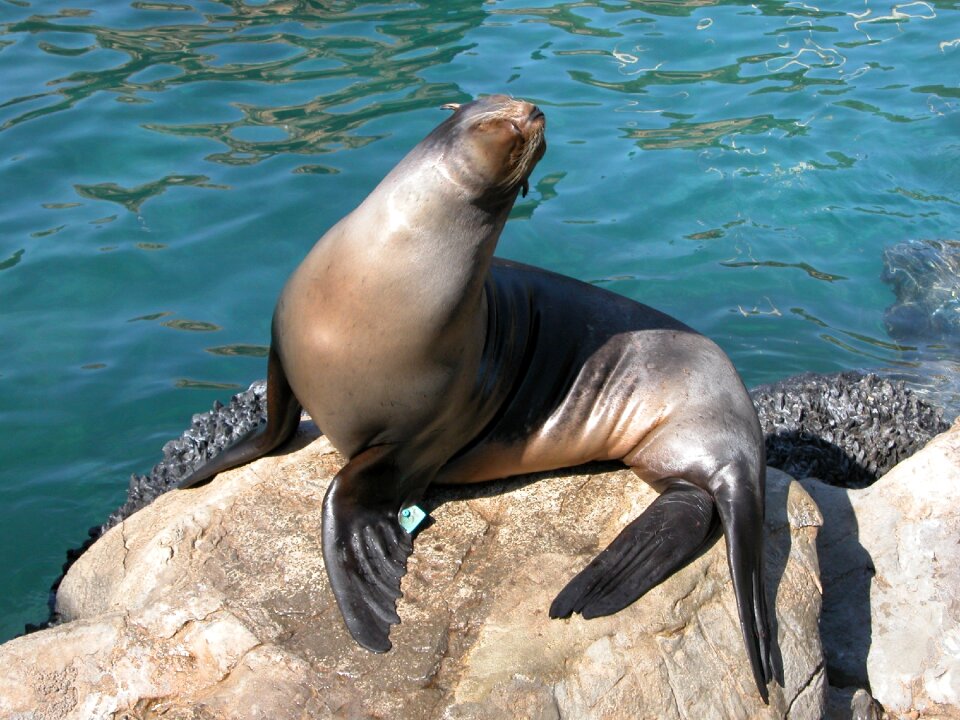 Sea life wildlife wild