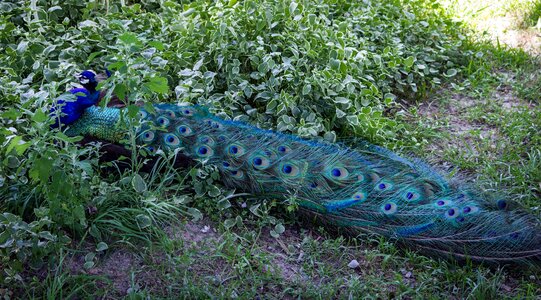 Tail feathers camouflage hiding