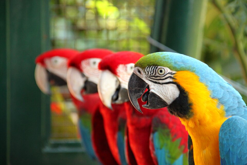 Tropical birds birds tropical bird