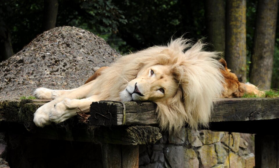 Zoo cloppenburg thüle lying lion's mane photo