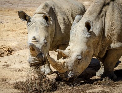 Rhinoceros horn rhino zoo animals photo