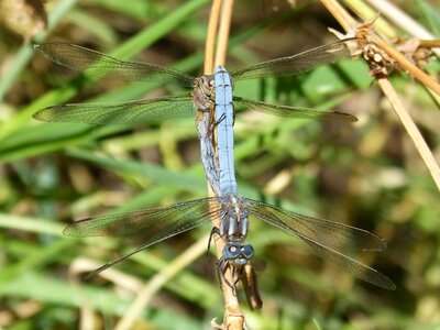 Orthetrum coerulescens reproduction insects mating