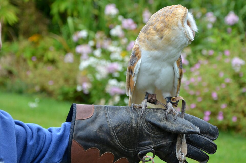 Bird falconry bird of prey