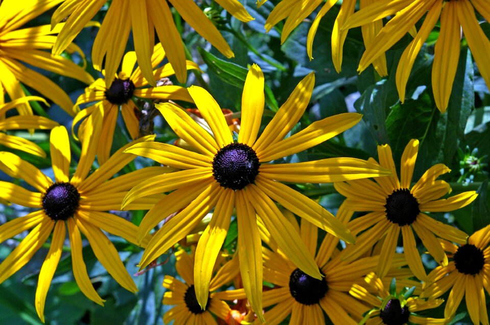 Sunny yellow flowers
