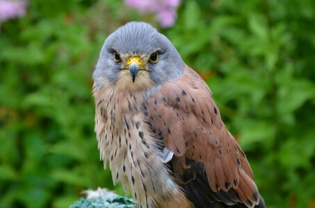 European bird bird of prey