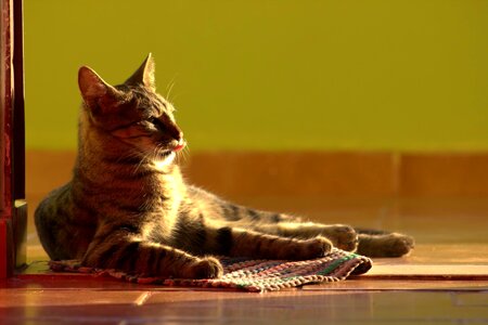 Feline gata animal portrait