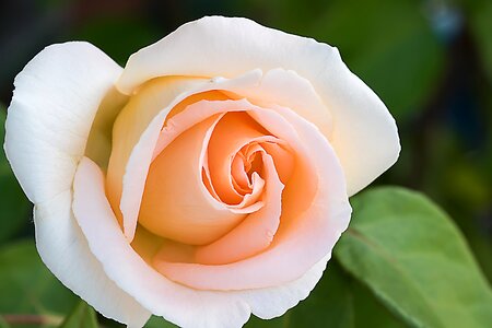 Red rose pink rose english rose