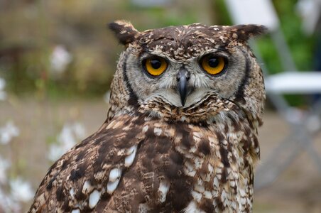 Owl bird bird of prey