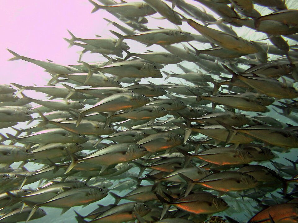 Undersea ocean shoal