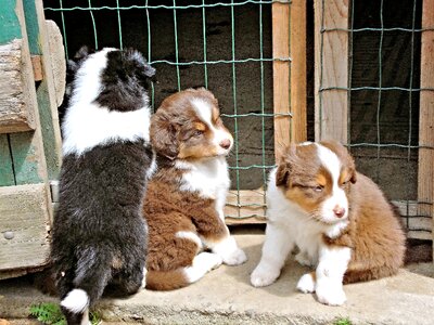 Two white in brown one in black white brown