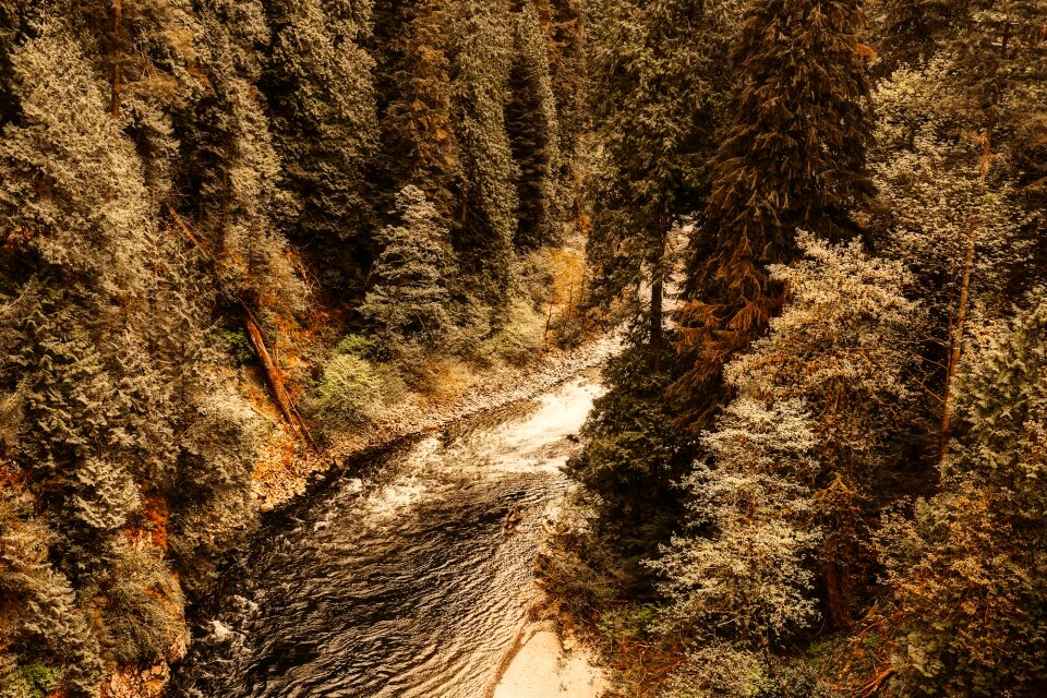 Canyon ravine forest